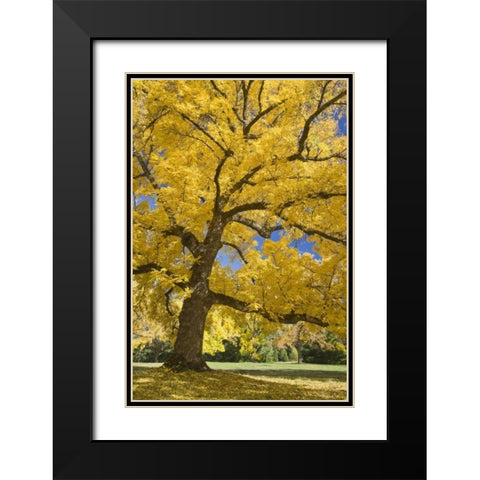Oregon, Joseph H Stewart Walnut tree in autumn Black Modern Wood Framed Art Print with Double Matting by Paulson, Don