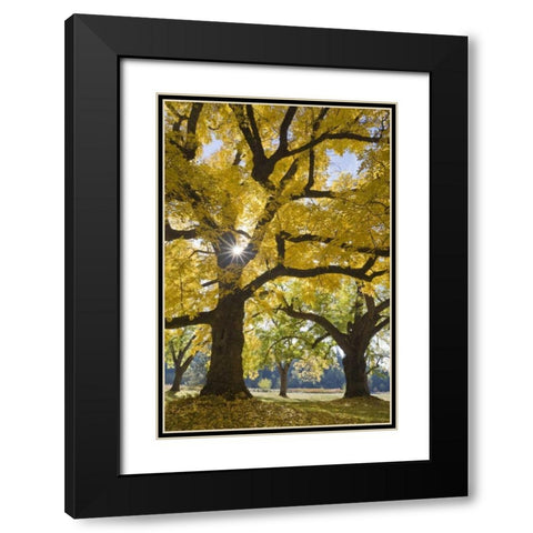 Oregon, Joseph H Stewart Walnut tree in autumn Black Modern Wood Framed Art Print with Double Matting by Paulson, Don