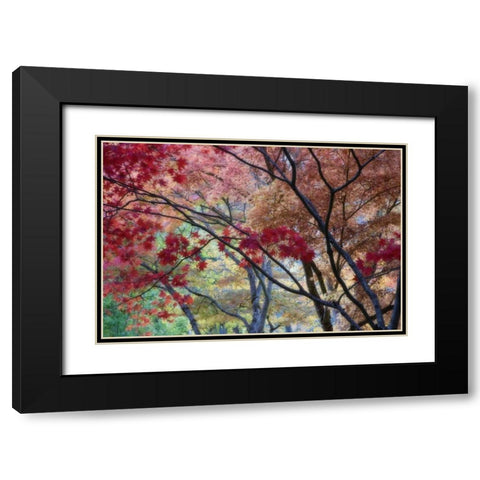 OR, Ashland Lithia Park maple trees in autumn Black Modern Wood Framed Art Print with Double Matting by Paulson, Don