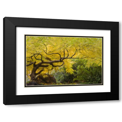 Oregon, Ashland Lithia Park yellow maple trees Black Modern Wood Framed Art Print with Double Matting by Paulson, Don