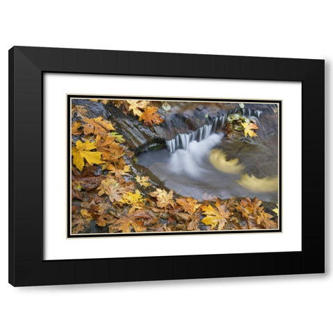 OR, Sweet Creek Maple leaves and stream eddy Black Modern Wood Framed Art Print with Double Matting by Paulson, Don