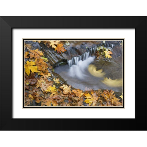 OR, Sweet Creek Maple leaves and stream eddy Black Modern Wood Framed Art Print with Double Matting by Paulson, Don