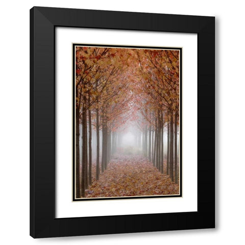 OR, Willamette Valley Autumn-colored maple trees Black Modern Wood Framed Art Print with Double Matting by Paulson, Don