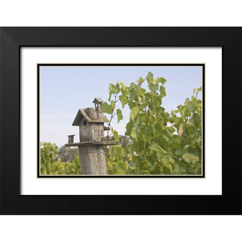 OR, Willamette Valley Birdhouse in vineyard Black Modern Wood Framed Art Print with Double Matting by Paulson, Don