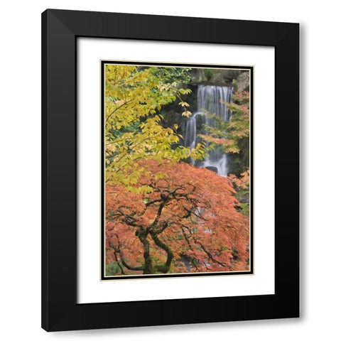 Oregon, Portland Japanese maple and waterfall Black Modern Wood Framed Art Print with Double Matting by Paulson, Don