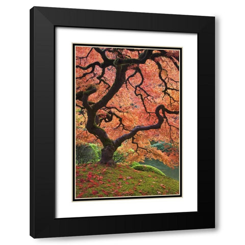 OR, Portland Japanese maple trees in autumn Black Modern Wood Framed Art Print with Double Matting by Paulson, Don