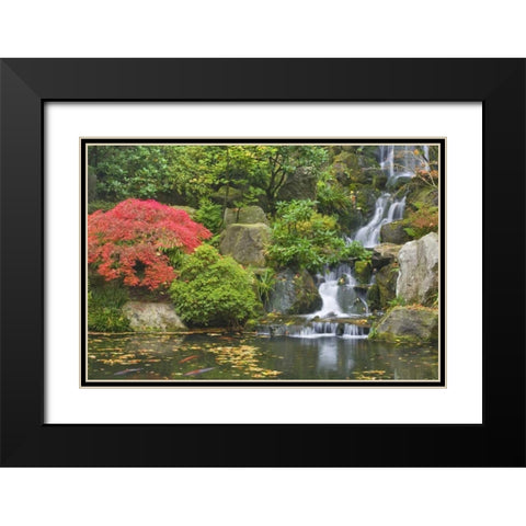 Oregon, Portland Waterfall flows into koi pond Black Modern Wood Framed Art Print with Double Matting by Paulson, Don