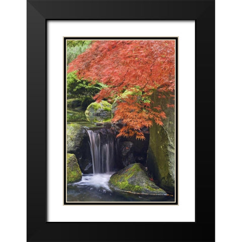 Oregon, Portland Waterfall and Japanese maple Black Modern Wood Framed Art Print with Double Matting by Paulson, Don