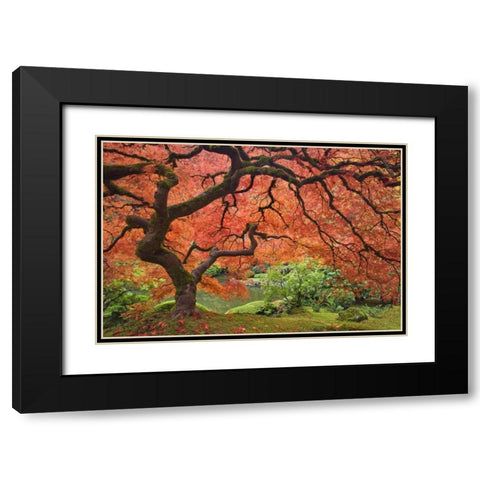 OR, Portland Japanese maple tree next to a pond Black Modern Wood Framed Art Print with Double Matting by Paulson, Don