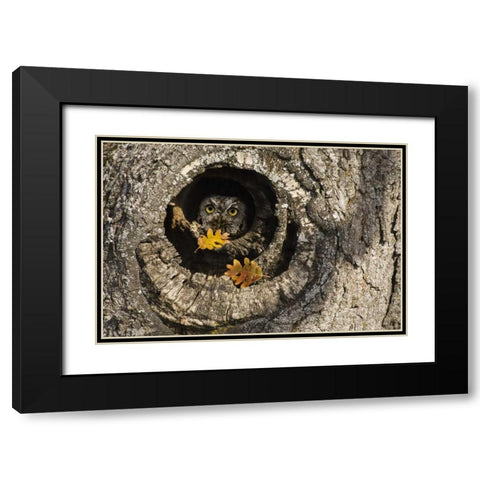 OR, Mosier Screech owl occupies knot hole Black Modern Wood Framed Art Print with Double Matting by Paulson, Don