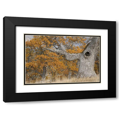 Oregon, Mosier Old oak tree with large knot hole Black Modern Wood Framed Art Print with Double Matting by Paulson, Don