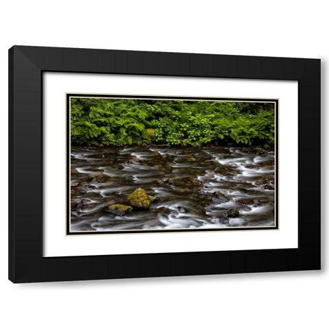 OR, Columbia Gorge Eagle Creek with vegetation Black Modern Wood Framed Art Print with Double Matting by Carter, Jean