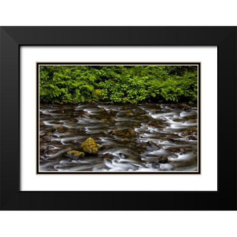 OR, Columbia Gorge Eagle Creek with vegetation Black Modern Wood Framed Art Print with Double Matting by Carter, Jean