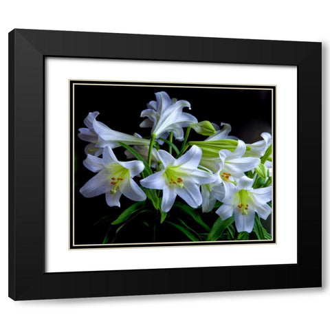 USA, Oregon Close-up of Easter lilies Black Modern Wood Framed Art Print with Double Matting by Carter, Jean