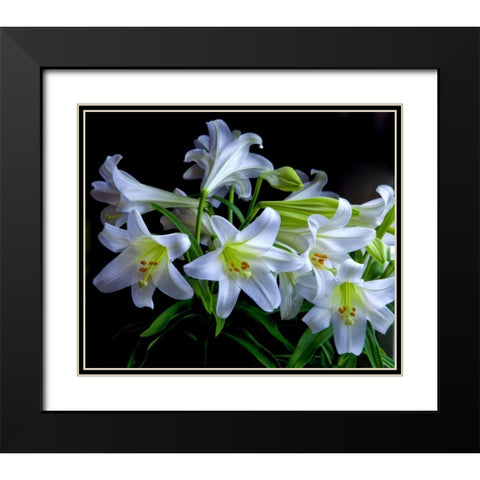 USA, Oregon Close-up of Easter lilies Black Modern Wood Framed Art Print with Double Matting by Carter, Jean