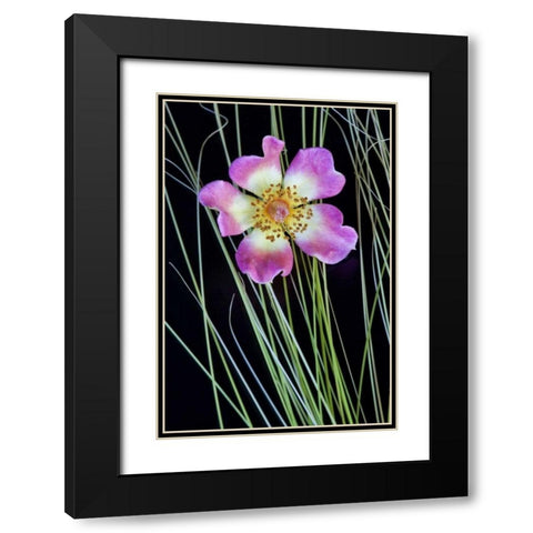 Oregon Close-up of anemone flower with grasses Black Modern Wood Framed Art Print with Double Matting by Carter, Jean