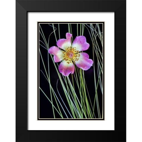 Oregon Close-up of anemone flower with grasses Black Modern Wood Framed Art Print with Double Matting by Carter, Jean