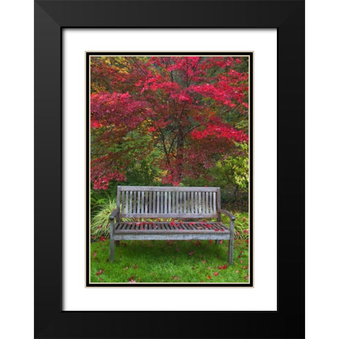 OR Garden bench and Japanese maple tree Black Modern Wood Framed Art Print with Double Matting by Carter, Jean