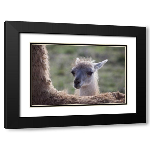 Oregon Captive baby llama and back of mother Black Modern Wood Framed Art Print with Double Matting by Carter, Jean