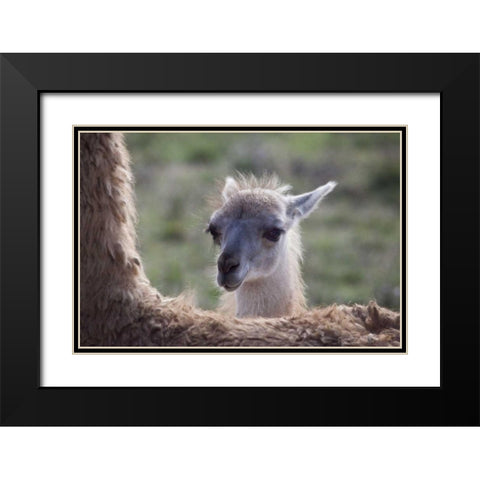Oregon Captive baby llama and back of mother Black Modern Wood Framed Art Print with Double Matting by Carter, Jean