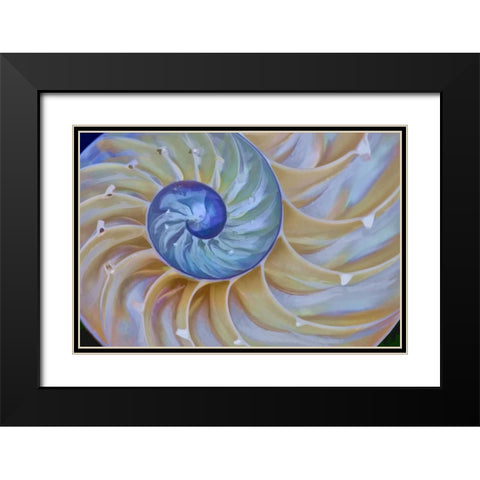 Oregon Chambered nautilus cut in half Black Modern Wood Framed Art Print with Double Matting by Carter, Jean