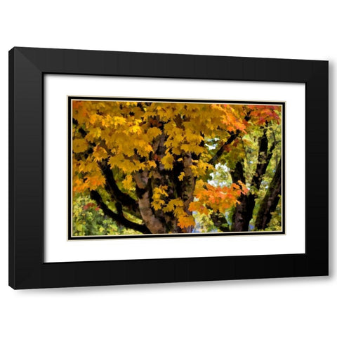 OR, Scottsburg Maple tree in Scottsburg Co Park Black Modern Wood Framed Art Print with Double Matting by Carter, Jean