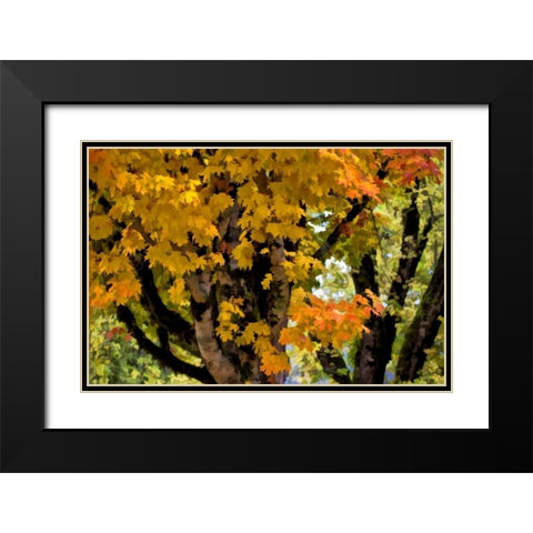 OR, Scottsburg Maple tree in Scottsburg Co Park Black Modern Wood Framed Art Print with Double Matting by Carter, Jean