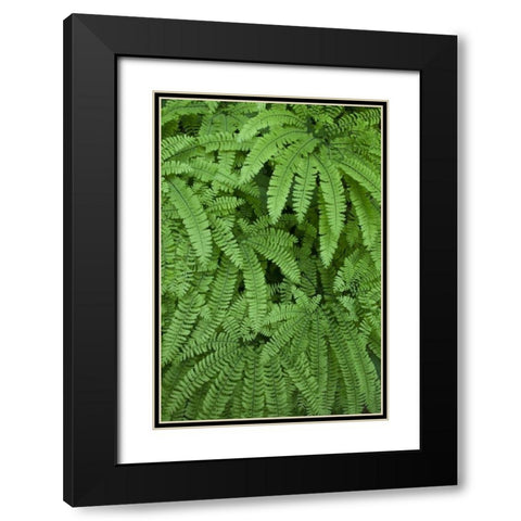 OR Maidenhair ferns in Silver Falls SP Black Modern Wood Framed Art Print with Double Matting by Paulson, Don