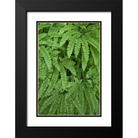 OR Maidenhair ferns in Silver Falls SP Black Modern Wood Framed Art Print with Double Matting by Paulson, Don