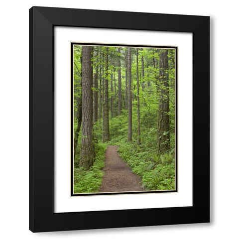 Oregon, Columbia River Gorge Elowah Falls Trail Black Modern Wood Framed Art Print with Double Matting by Paulson, Don