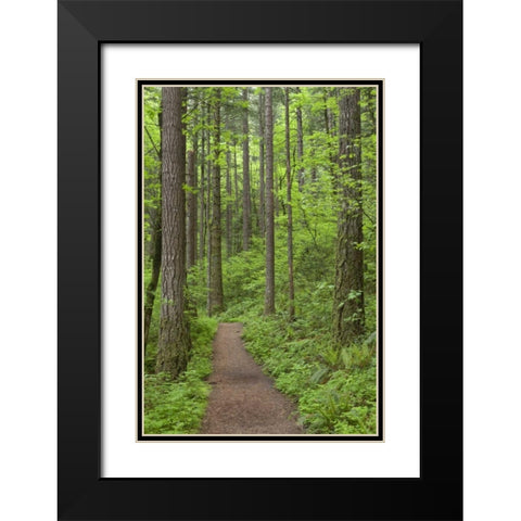 Oregon, Columbia River Gorge Elowah Falls Trail Black Modern Wood Framed Art Print with Double Matting by Paulson, Don