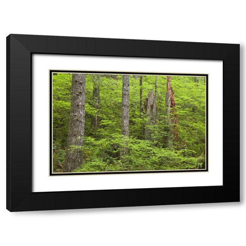 OR, Columbia Gorge Forest from Eagle Creek Trail Black Modern Wood Framed Art Print with Double Matting by Paulson, Don