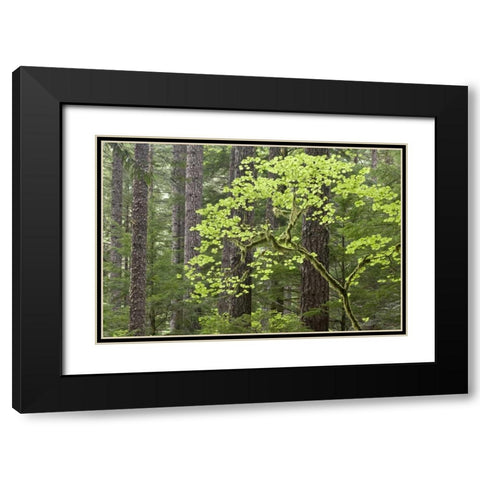 OR, Columbia Gorge Forest from Eagle Creek Trail Black Modern Wood Framed Art Print with Double Matting by Paulson, Don