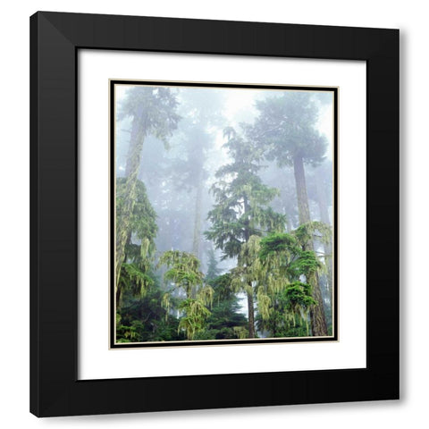 OR, Old-growth Douglas Fir tree in the rainforest Black Modern Wood Framed Art Print with Double Matting by Talbot Frank, Christopher