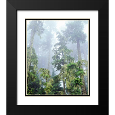 OR, Old-growth Douglas Fir tree in the rainforest Black Modern Wood Framed Art Print with Double Matting by Talbot Frank, Christopher