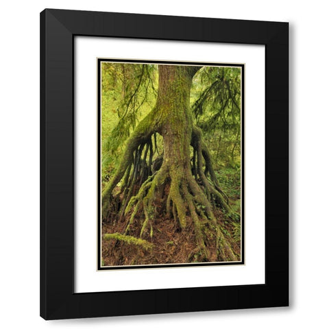 OR, Tryon Creek Cedar growing from nursery stump Black Modern Wood Framed Art Print with Double Matting by Terrill, Steve