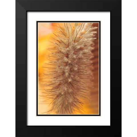Oregon, Portland Rabbits-foot clover seed Black Modern Wood Framed Art Print with Double Matting by Terrill, Steve