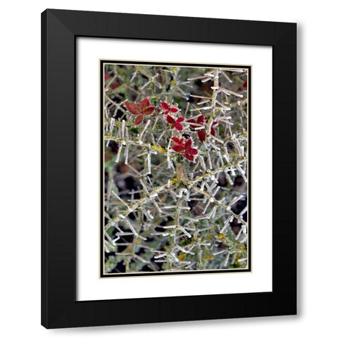Oregon Close-up of frosted cotoneaster plant Black Modern Wood Framed Art Print with Double Matting by Terrill, Steve