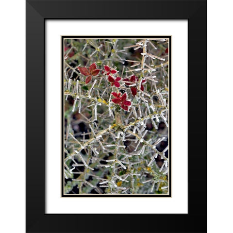 Oregon Close-up of frosted cotoneaster plant Black Modern Wood Framed Art Print with Double Matting by Terrill, Steve