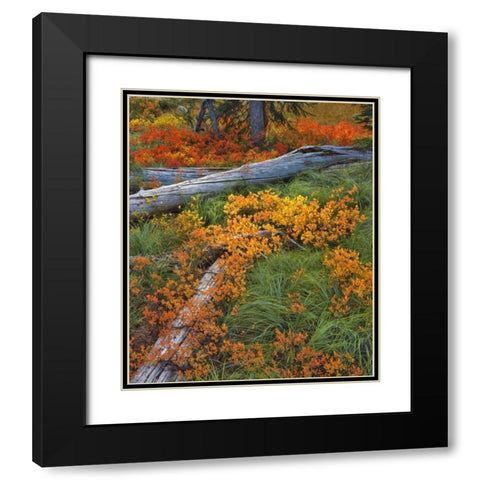 OR, Willamette NF Backcountry meadow in autumn Black Modern Wood Framed Art Print with Double Matting by Terrill, Steve