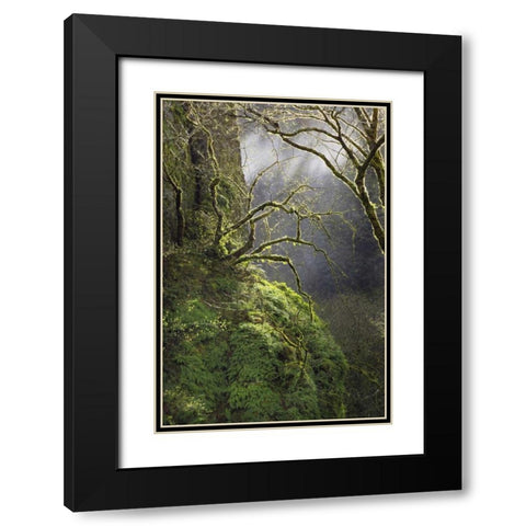 OR, Columbia Gorge NSA Moss-covered maple trees Black Modern Wood Framed Art Print with Double Matting by Terrill, Steve