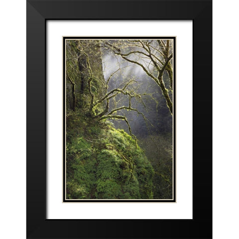 OR, Columbia Gorge NSA Moss-covered maple trees Black Modern Wood Framed Art Print with Double Matting by Terrill, Steve