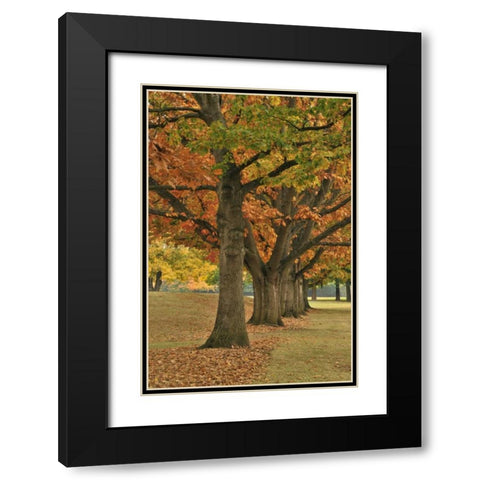 USA, Oregon, Portland Red oaks at Fernhill Park Black Modern Wood Framed Art Print with Double Matting by Terrill, Steve