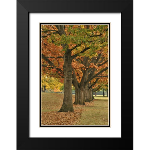 USA, Oregon, Portland Red oaks at Fernhill Park Black Modern Wood Framed Art Print with Double Matting by Terrill, Steve