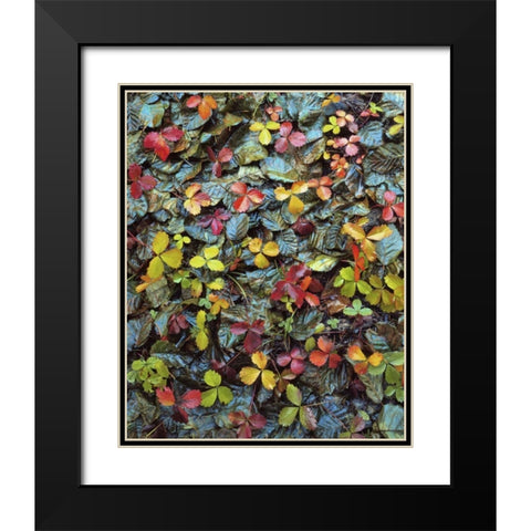 OR, Mt Hood NF Wild strawberry and alder leaves Black Modern Wood Framed Art Print with Double Matting by Terrill, Steve
