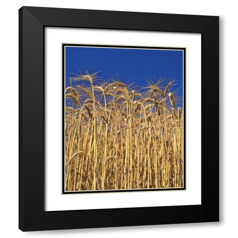 Oregon, Yamhill County Tall wheat stalks Black Modern Wood Framed Art Print with Double Matting by Terrill, Steve