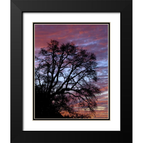 OR, Multnomah Co, Silhouette of oak at sunrise Black Modern Wood Framed Art Print with Double Matting by Terrill, Steve