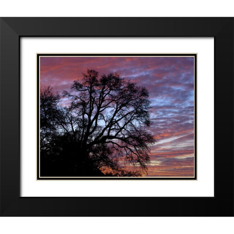 OR, Multnomah Co, Oak tree at sunrise Black Modern Wood Framed Art Print with Double Matting by Terrill, Steve