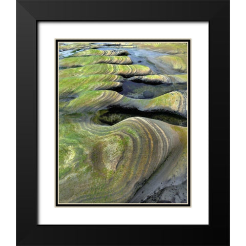 OR, Seal Rock Beach Algae-tinted sandstone Black Modern Wood Framed Art Print with Double Matting by Terrill, Steve