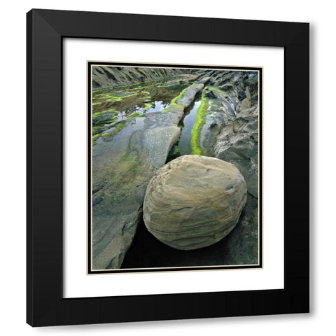 Oregon, Shore Acres SP Smooth sandstone boulder Black Modern Wood Framed Art Print with Double Matting by Terrill, Steve